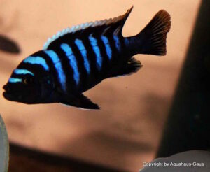 Cynotilapia zebroides 'Likoma Island'